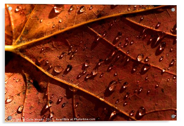 Water drops on an autumn leaf Acrylic by Colin Woods