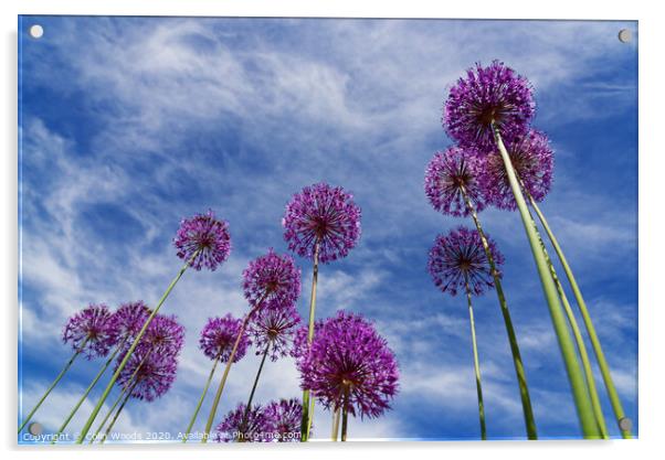 Alium flowers Acrylic by Colin Woods