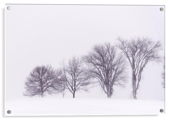 Winter trees on the Plains of Abraham Acrylic by Colin Woods