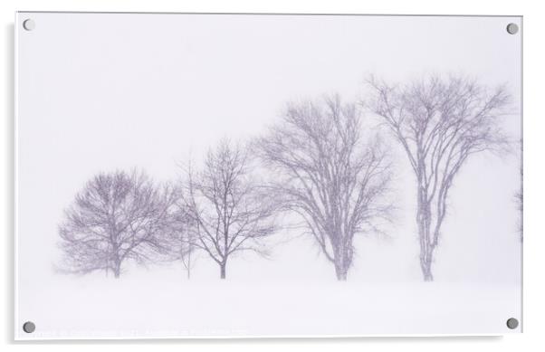 Trees silhouetted in a blizzard on the Plains of Abraham Acrylic by Colin Woods