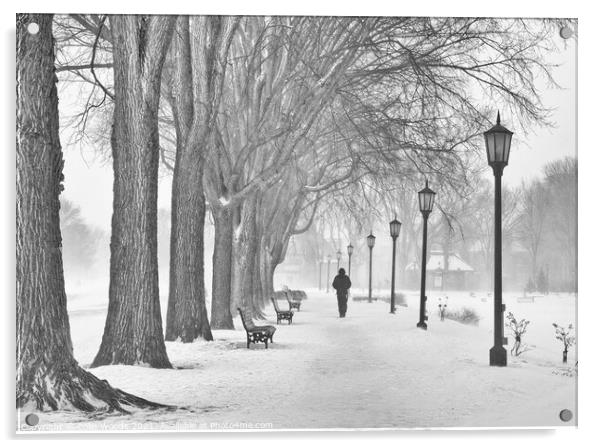 A man walking along a path by a row of mature maples on the Plains of Abraham, Quebec City, Canada Acrylic by Colin Woods