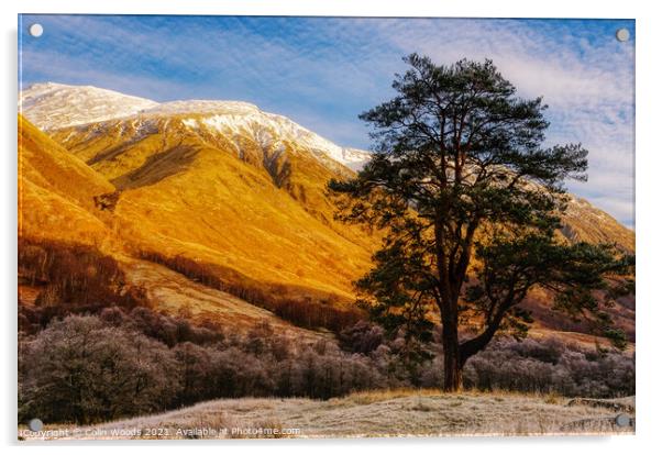 Scots Pine in Glen Nevis, Scotland Acrylic by Colin Woods