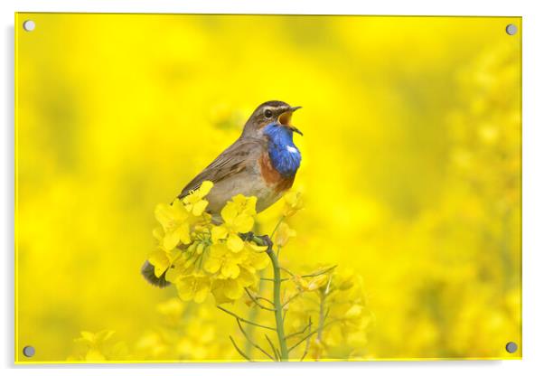 White-Spotted Bluethroat Calling Acrylic by Arterra 