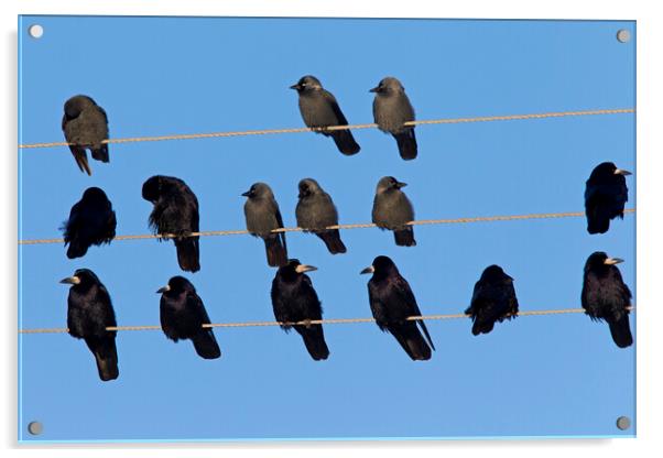 Rooks and Jackdaws on Telephone Wires Acrylic by Arterra 