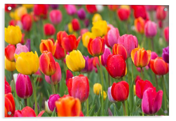 Colorful Dutch Tulips in Spring Acrylic by Arterra 