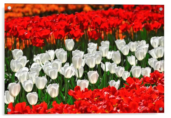 Red and White Tulips in Spring Acrylic by Arterra 