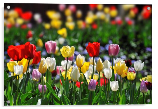 Colourful Tulips in Holland Acrylic by Arterra 