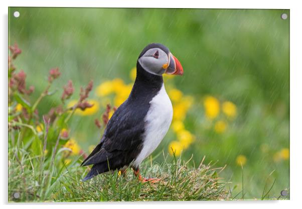 Atlantic Puffin in the Rain Acrylic by Arterra 