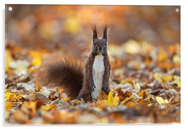 Curious Red Squirrel among Autumn Leaves Acrylic by Arterra 