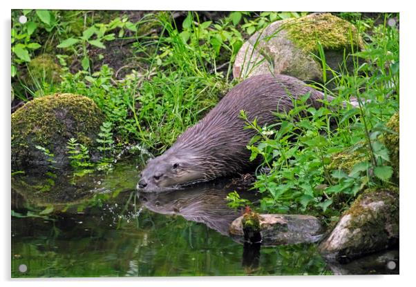 Eurasian Otter Entering Water of Pond Acrylic by Arterra 