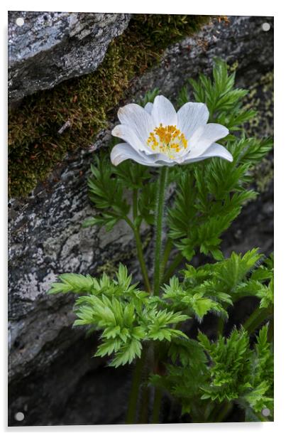 Alpine Anemone Acrylic by Arterra 