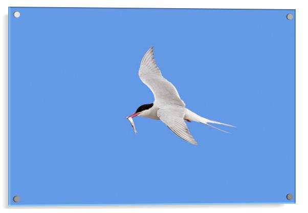 Arctic Tern in Flight with Fish Acrylic by Arterra 
