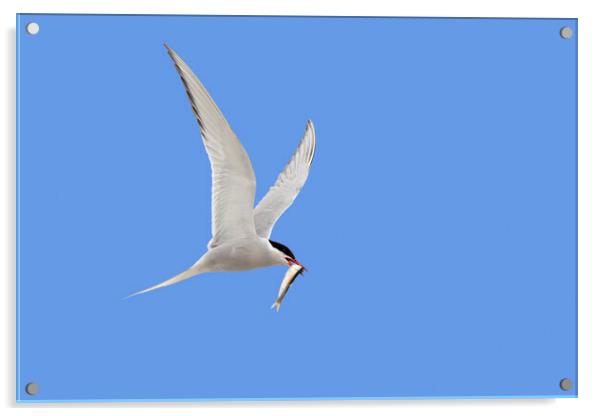 Arctic Tern Flying with Caught Fish Acrylic by Arterra 