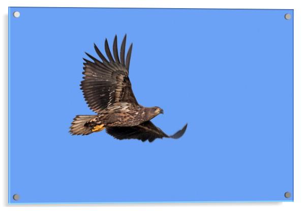 Young White-Tailed Eagle Flying Acrylic by Arterra 