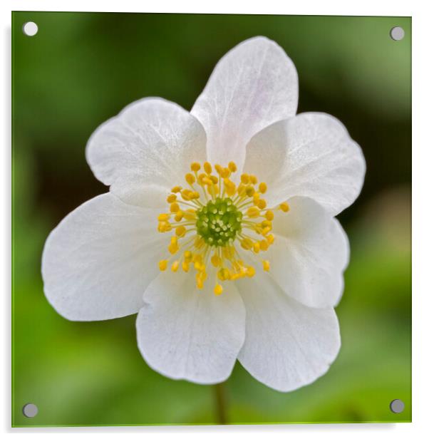 Wood Anemone in Flower Acrylic by Arterra 