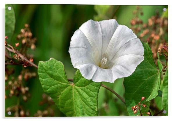 Hedge Bindweed Blooming Acrylic by Arterra 