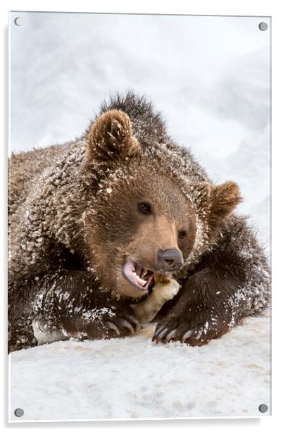 Brown Bear Chewing Bone in Winter Acrylic by Arterra 