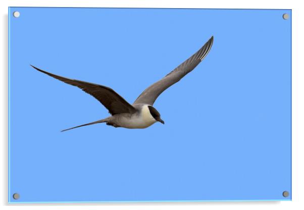 Long-Tailed Skua Flying Acrylic by Arterra 