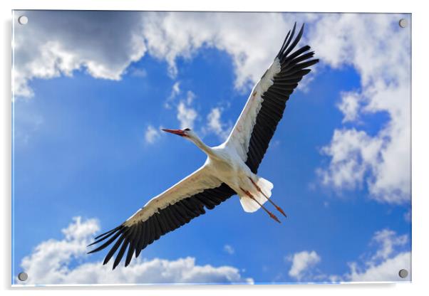 White Stork Flying Acrylic by Arterra 