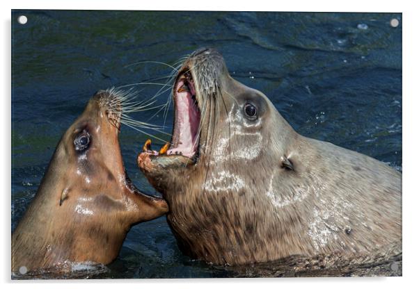 Steller Sea Lion Bull and Female Barking Acrylic by Arterra 