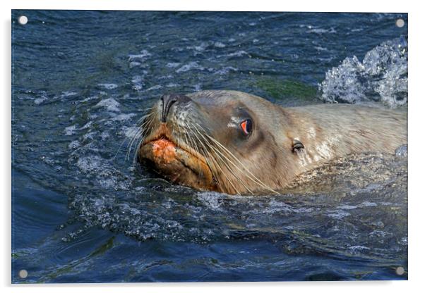Steller Sea Lion Bull Swimming Acrylic by Arterra 