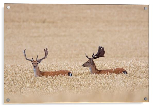 Fallow Deer Bucks in Wheat Field Acrylic by Arterra 
