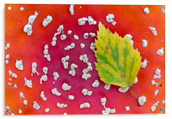 Fallen Leaf on Red Toadstool Acrylic by Arterra 