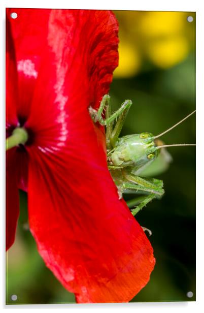 Great Green Bush-Cricket Acrylic by Arterra 
