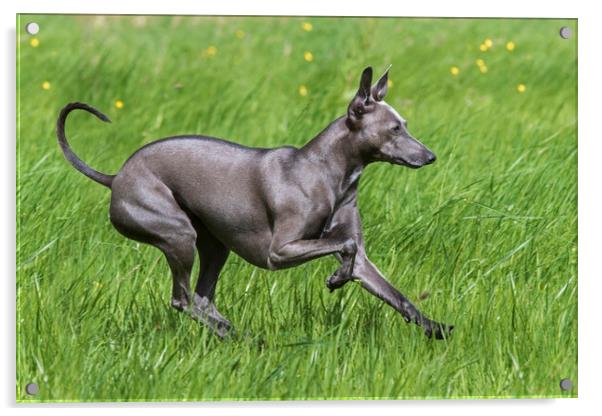 Italian Greyhound Acrylic by Arterra 