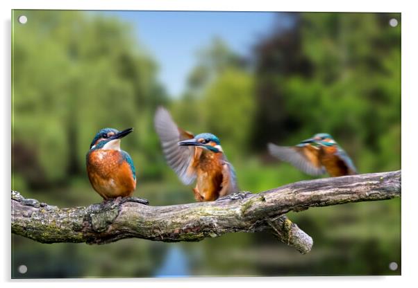 Common Kingfisher Juvenile  Acrylic by Arterra 
