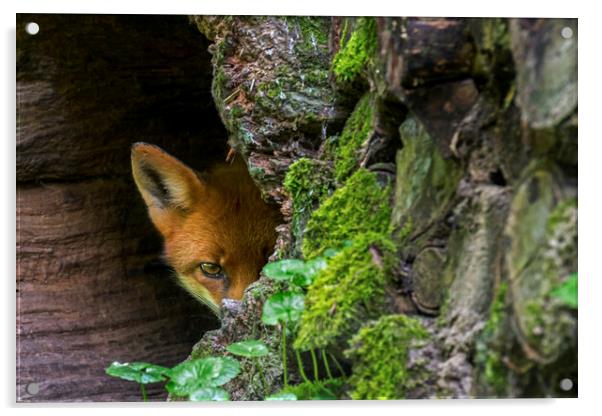 Red Fox Hiding Acrylic by Arterra 