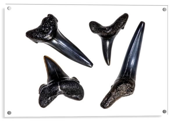 Shark Teeth Fossils Acrylic by Arterra 