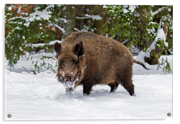 Wild Boar in the Snow Acrylic by Arterra 