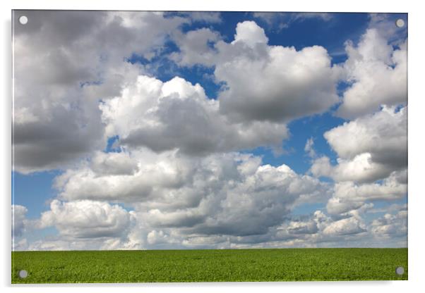 Cumulus Clouds Over Field Acrylic by Arterra 