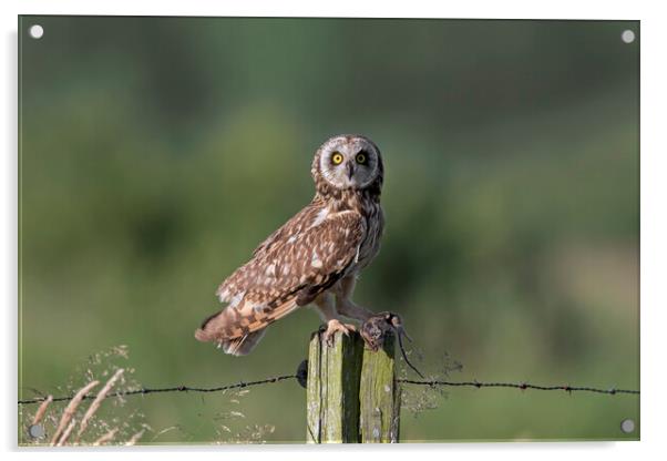 Short-Eared Owl with Mouse Acrylic by Arterra 