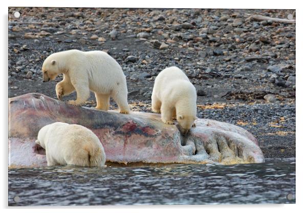Scavenging Polar Bears Acrylic by Arterra 