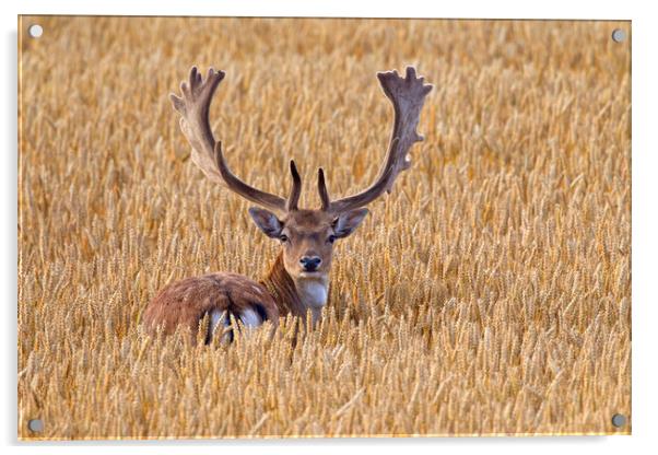 Fallow Deer Buck in Wheat Field Acrylic by Arterra 