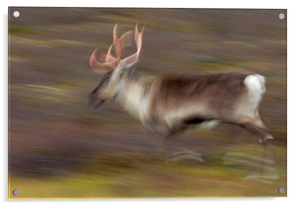 Running Reindeer Abstract Acrylic by Arterra 