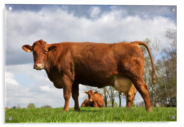 Belgian Red Cows Acrylic by Arterra 
