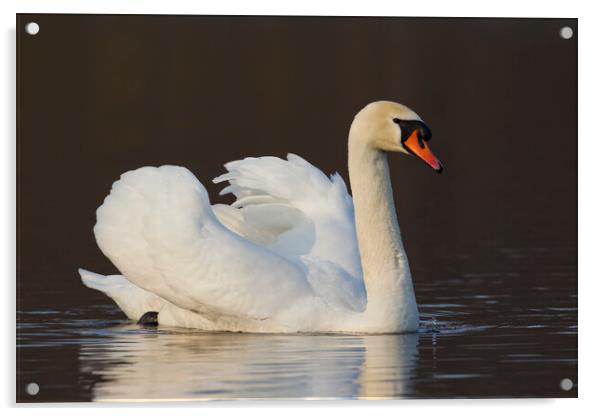 Mute Swan Swimming Acrylic by Arterra 