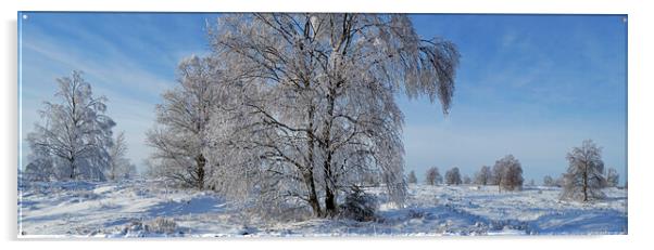 Birch Trees Covered in Hoar Frost in Winter Acrylic by Arterra 