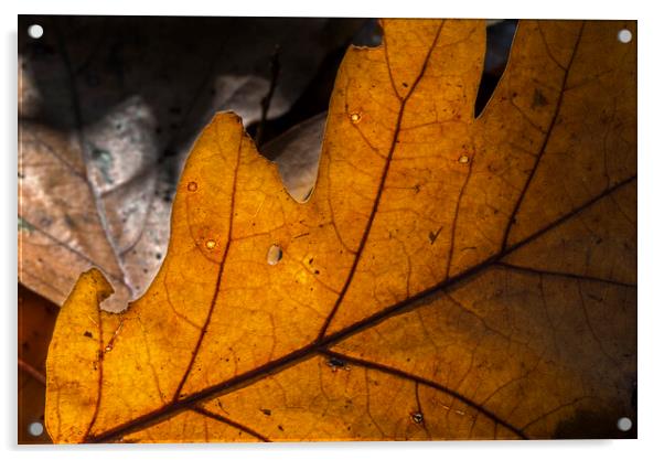 Sunlit Fallen Oak Leaf on the Forest Floor Acrylic by Arterra 