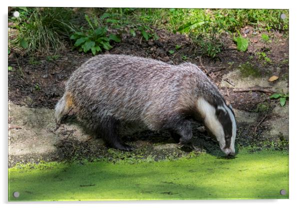Badger Drinking from Pond Acrylic by Arterra 