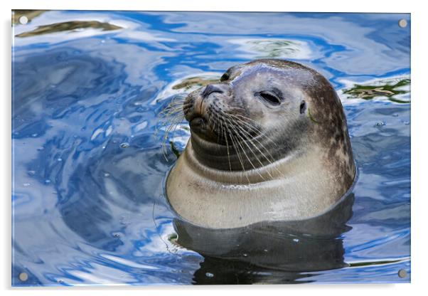 Happy Scottish Common Seal  Acrylic by Arterra 