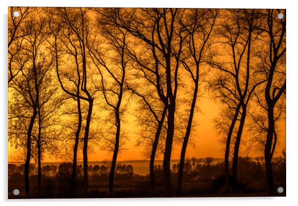 Row of Silhouetted Poplars at Sunset Acrylic by Arterra 