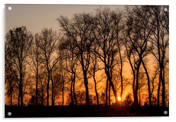 Silhouetted Trees at Sunset Acrylic by Arterra 
