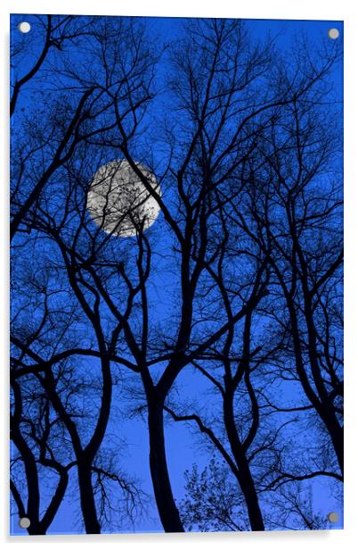 Bare Trees at Full Moon Acrylic by Arterra 