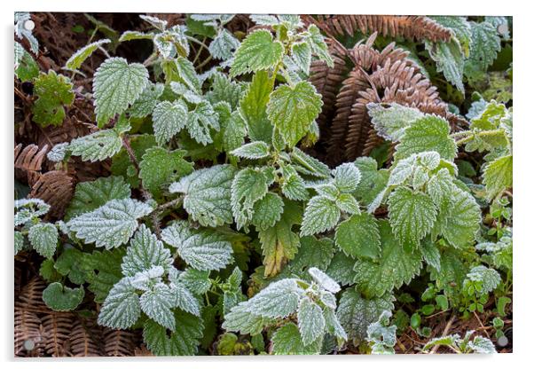 Nettles and Blackberry Leaves Covered in Frost Acrylic by Arterra 