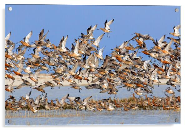 Bar-Tailed Godwits Taking Off Acrylic by Arterra 