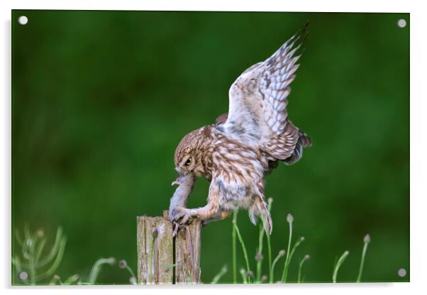 Little Owl Landing with Mouse on Post Acrylic by Arterra 